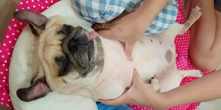 女主人给一只躺在床上睡觉的可爱的小狗哈巴狗做腹部按摩