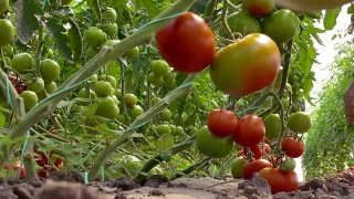 有机番茄种植视频素材模板下载