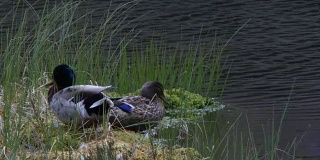 鸭子(Anas platyrhynchos)旁边的池塘