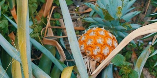 菠萝种植园与成熟的菠萝生长