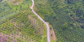 飞过油棕榈农场的乡村公路，鸟瞰图