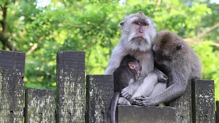 印度尼西亚巴厘岛乌布神圣猴林中的猴子一家视频素材模板下载