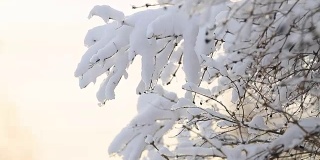树枝上覆盖着雪