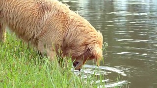 金毛寻回犬在玩水视频素材模板下载