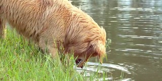 金毛寻回犬在玩水