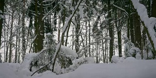 冬天的森林里，树木在下雪，小雪纷纷落下