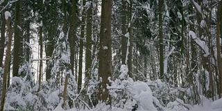 冬天的森林，树木和小雪飘落