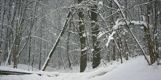 冬天的森林里，树木在下雪，小雪纷纷落下