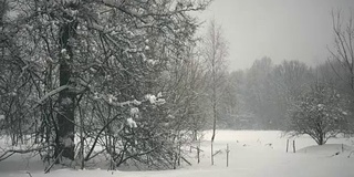 冬天的森林里，树木在下雪，小雪纷纷落下