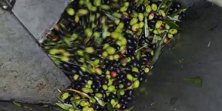 制作橄榄油——意大利南部的橄榄油磨坊