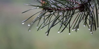 雨滴落在松枝上