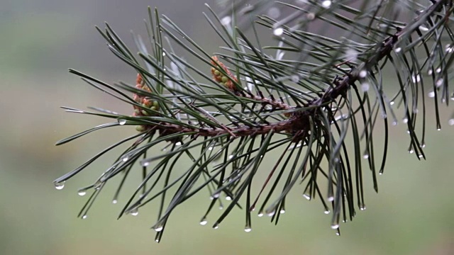 雨滴落在松枝上