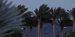 沙姆沙伊赫，海滩附近有棕榈树，暴风雨时有强风