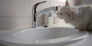 有趣的猫在浴室里从水龙头里喝水