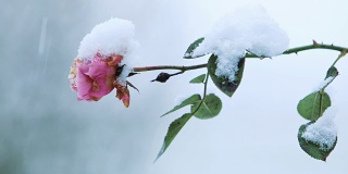 雪花落在玫瑰花上