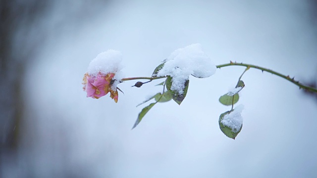 粉红色的玫瑰在飘落的雪中