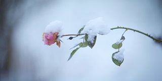 粉红色的玫瑰在飘落的雪中