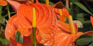 花田中的橙色红掌(火烈鸟花)。