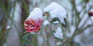 雪花落在玫瑰花上