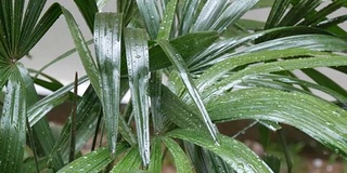 雨滴落在棕榈叶上。亚洲国家的热带降雨