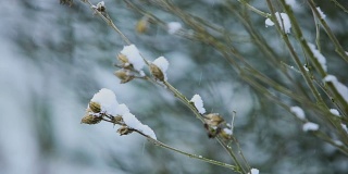芙蓉树在冬天