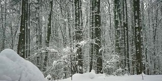 冬天的森林里，树木在下雪，小雪纷纷落下