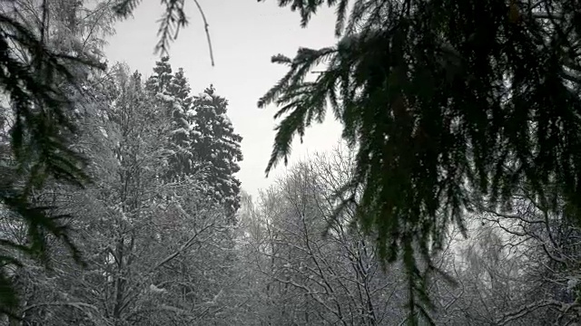 降雪。树梢穿过云杉的树枝