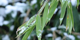 雪落在竹枝上