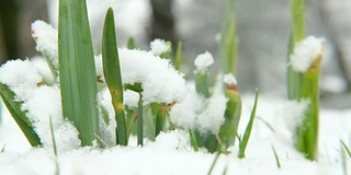 雪中生长的水仙花。