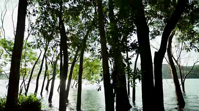 motion - controlled time - lapse 4K footage of trees in the lake .湖中树木的运动控制延时4K镜头