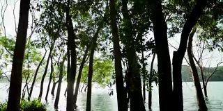 motion - controlled time - lapse 4K footage of trees in the lake .湖中树木的运动控制延时4K镜头