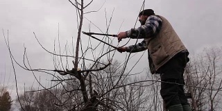 农民正在用梯子上的长砍刀修剪果园里果树的树枝