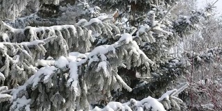 森林里的风吹动着覆盖着雪的蓝色枞树浓密的大树枝