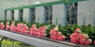 许多玫瑰从加工厂运来准备出售。