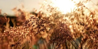 太阳落山的傍晚，小草被风吹散。