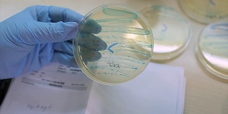 在微生物实验室工作，在培养皿中播种