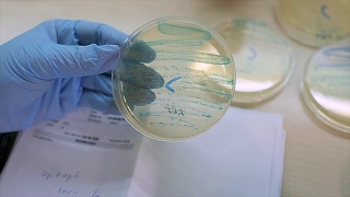 在微生物实验室工作，在培养皿中播种视频素材模板下载