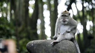 乌布圣猴森林保护区的猴子在自己捉虱子。视频素材模板下载