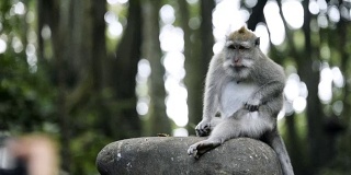 乌布圣猴森林保护区的猴子在自己捉虱子。