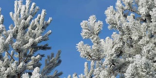 冬天的风景。在蓝天的映衬下成长