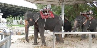 印度大象被拴在地上，游客可以坐在大象背上