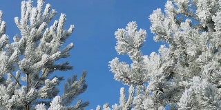 冬天的风景。在蓝天的映衬下成长