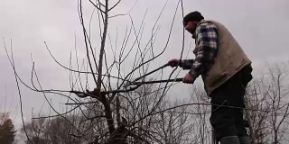 农民正在用梯子上的长砍刀修剪果园里果树的树枝