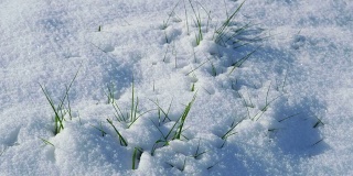 地上是冬雪，地上是春草