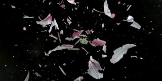 粉色的百合花在超慢镜头中爆炸