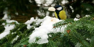 鸟在松树上过冬大山雀大4k