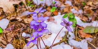 春花融雪，时光流逝