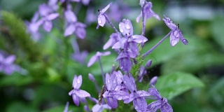 一束紫色的花在树上，蓝色鼠尾草，紫罗兰ixora