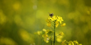 蜜蜂从芥菜花蜜中采集花蜜的慢动作。