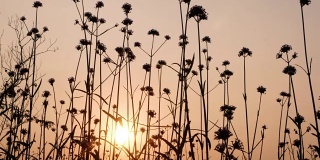 剪影，美丽的花在田野上的夕阳背景。4 k的视频